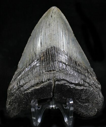 Bargain Megalodon Tooth - South Carolina #21969